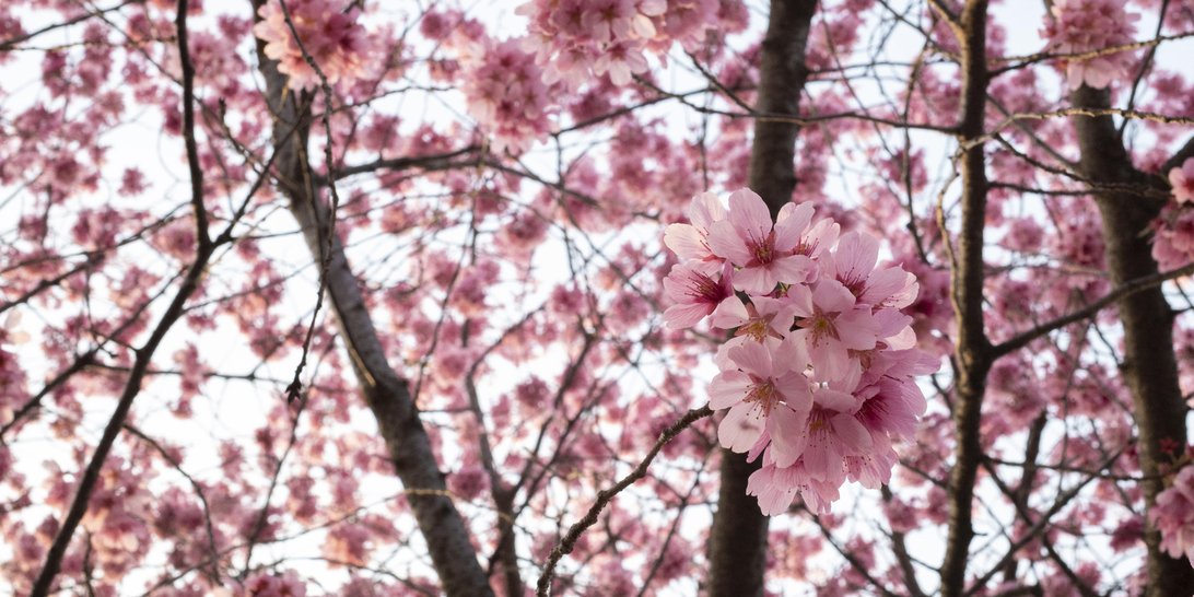 Full wall Japanese Sakura mural wallpaper in modern interior design